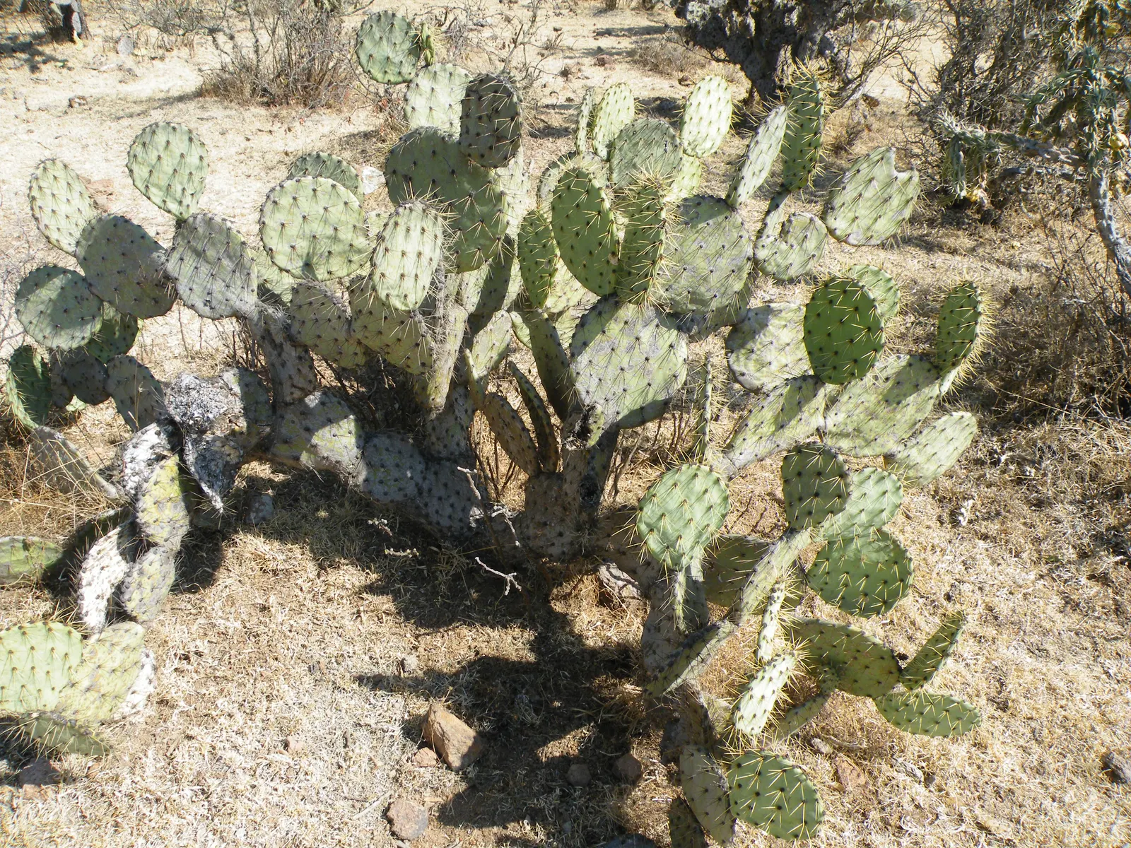 Coastal Prickly Pear (Opuntia littoralis) — which are approximately 2 to 3 inches in diameter