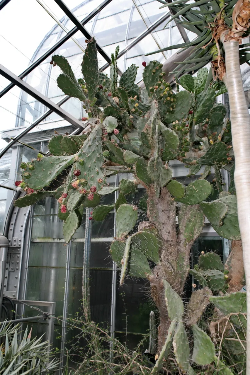 Coastal Prickly Pear (Opuntia littoralis) — The Coastal Prickly Pear (Opuntia littoralis) is a resilient; this species typically reaches 2-3 feet in height and