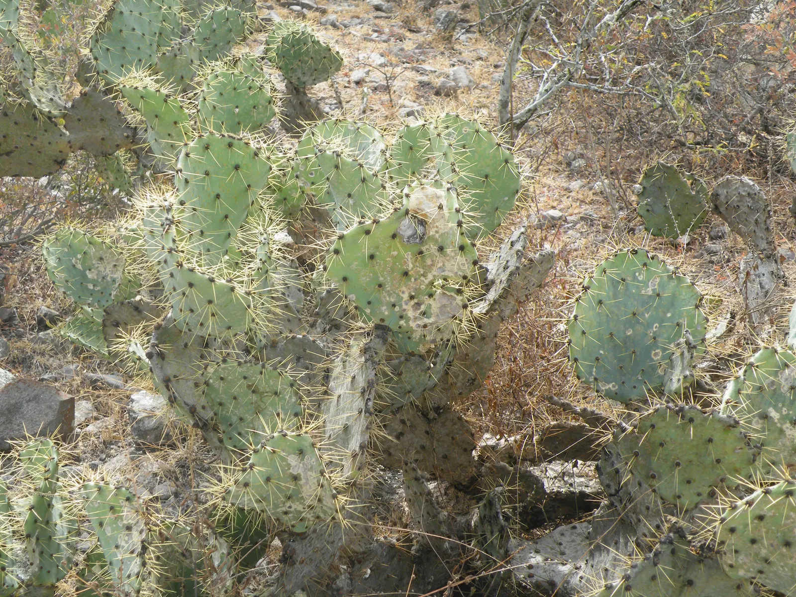 Coastal Prickly Pear (Opuntia littoralis) — pink and yellow flowers in the garden