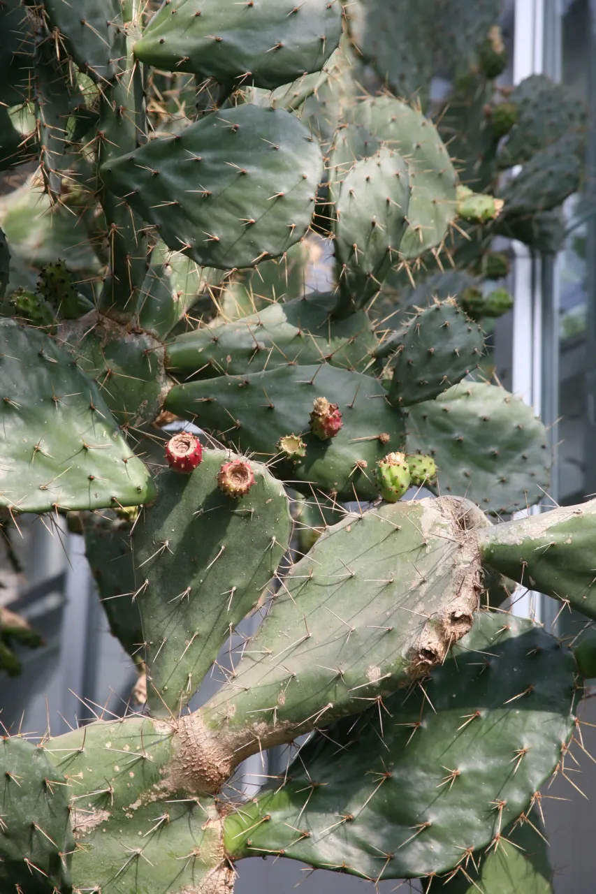 Coastal Prickly Pear (Opuntia littoralis) — This species typically reaches 2-3 feet in height and spreads about 4-5 feet wide; drought-tolerant cactus native