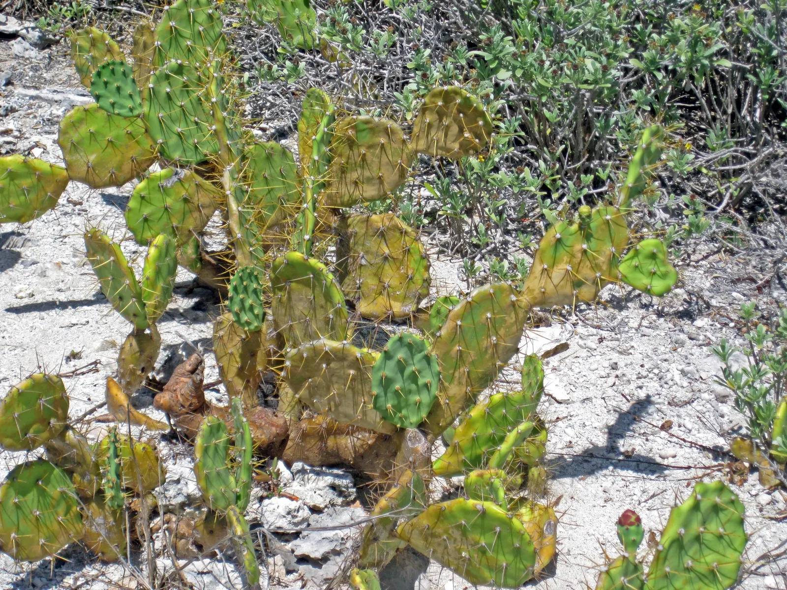 Coastal Prickly Pear (Opuntia littoralis) — During late spring to early summer; paddle-shaped pads up to 8 inches long and clusters of yellow blooms that