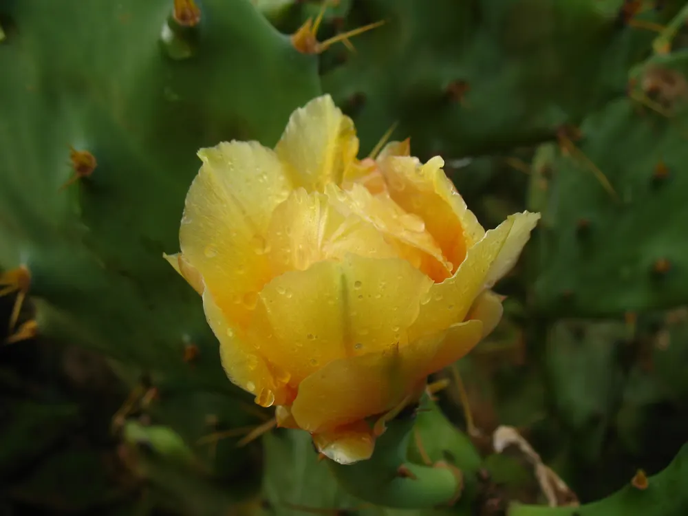 Coastal Prickly Pear (Opuntia littoralis) — exhibit a rich green hue and are dotted with areoles from which spines and glochids (tiny; once established, it