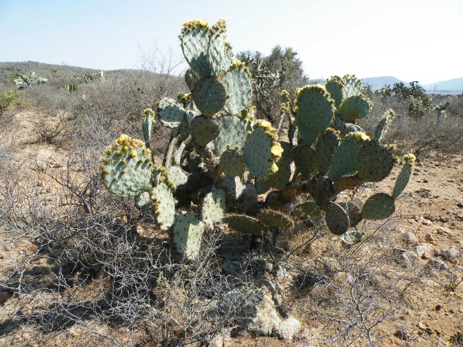 Coastal Prickly Pear (Opuntia littoralis) — Once established, it demands minimal watering, aligning with water conservation principles