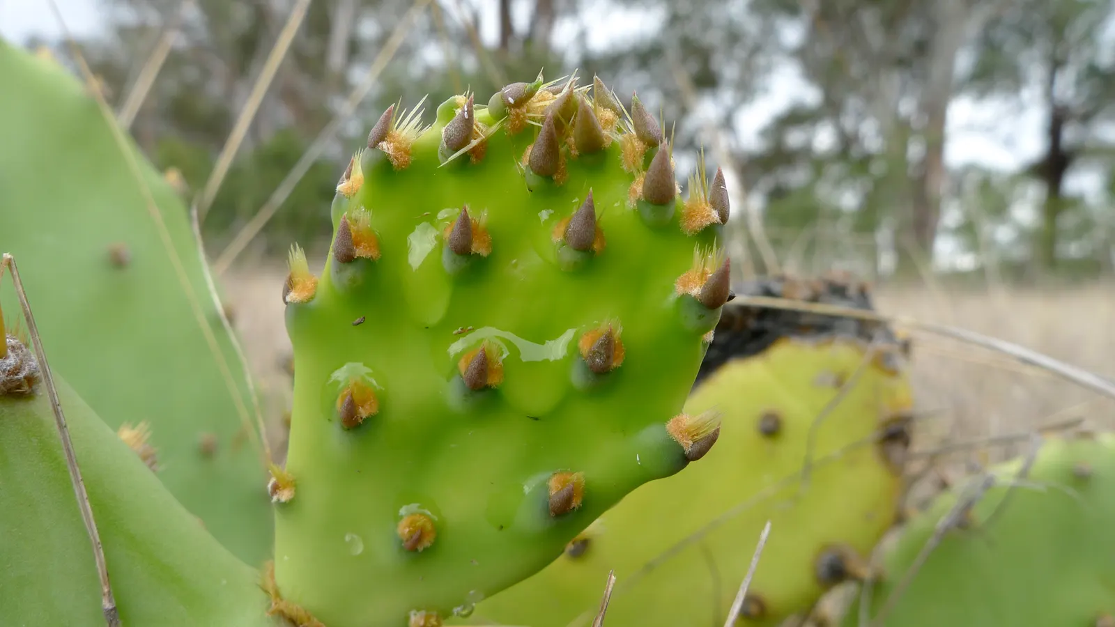 Coastal Prickly Pear (Opuntia littoralis) — cactus with pink and yellow blooms