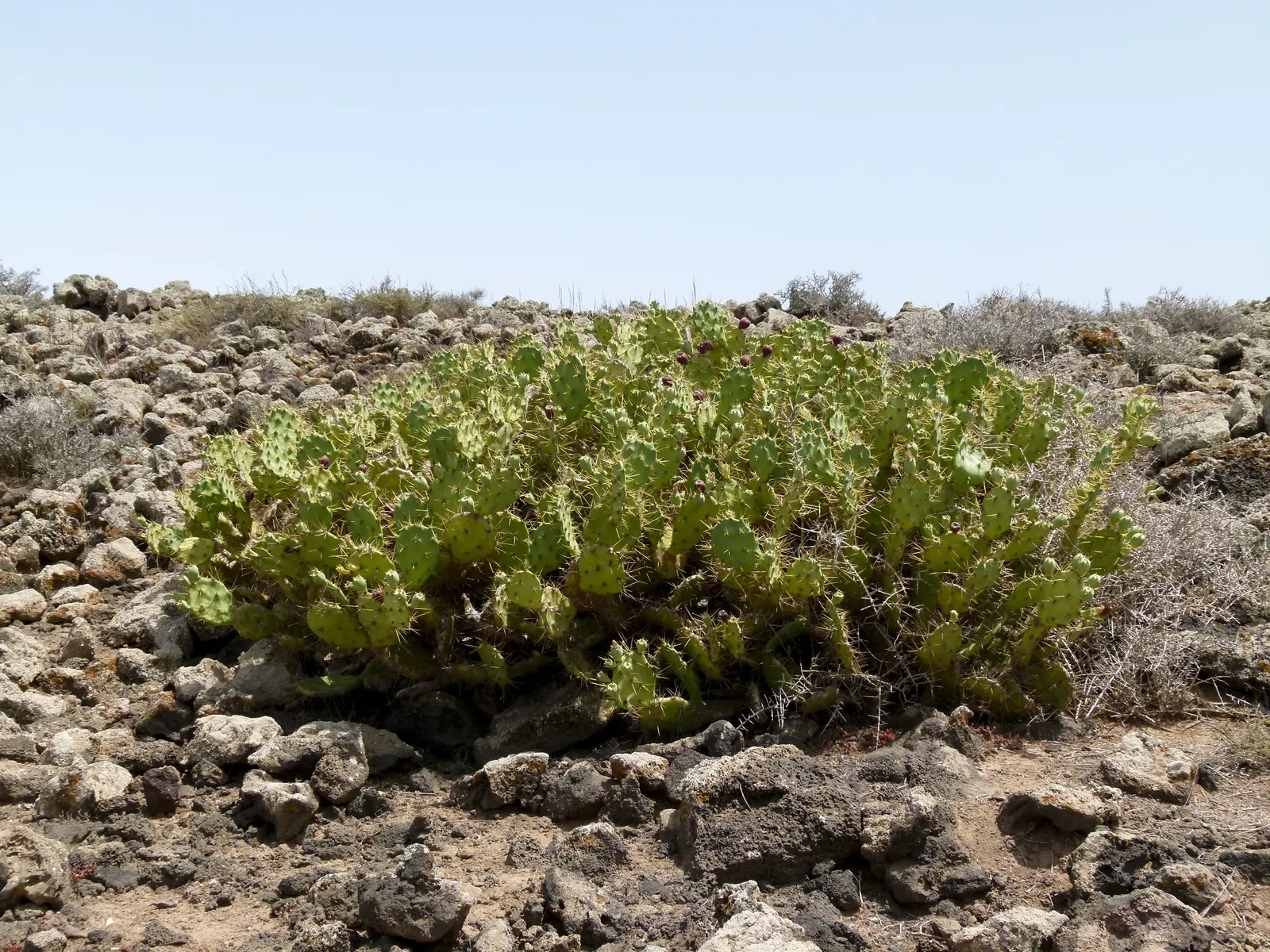 Coastal Prickly Pear (Opuntia littoralis) — scientifically designated as Opuntia littoralis; which are approximately 2 to 3 inches in diameter