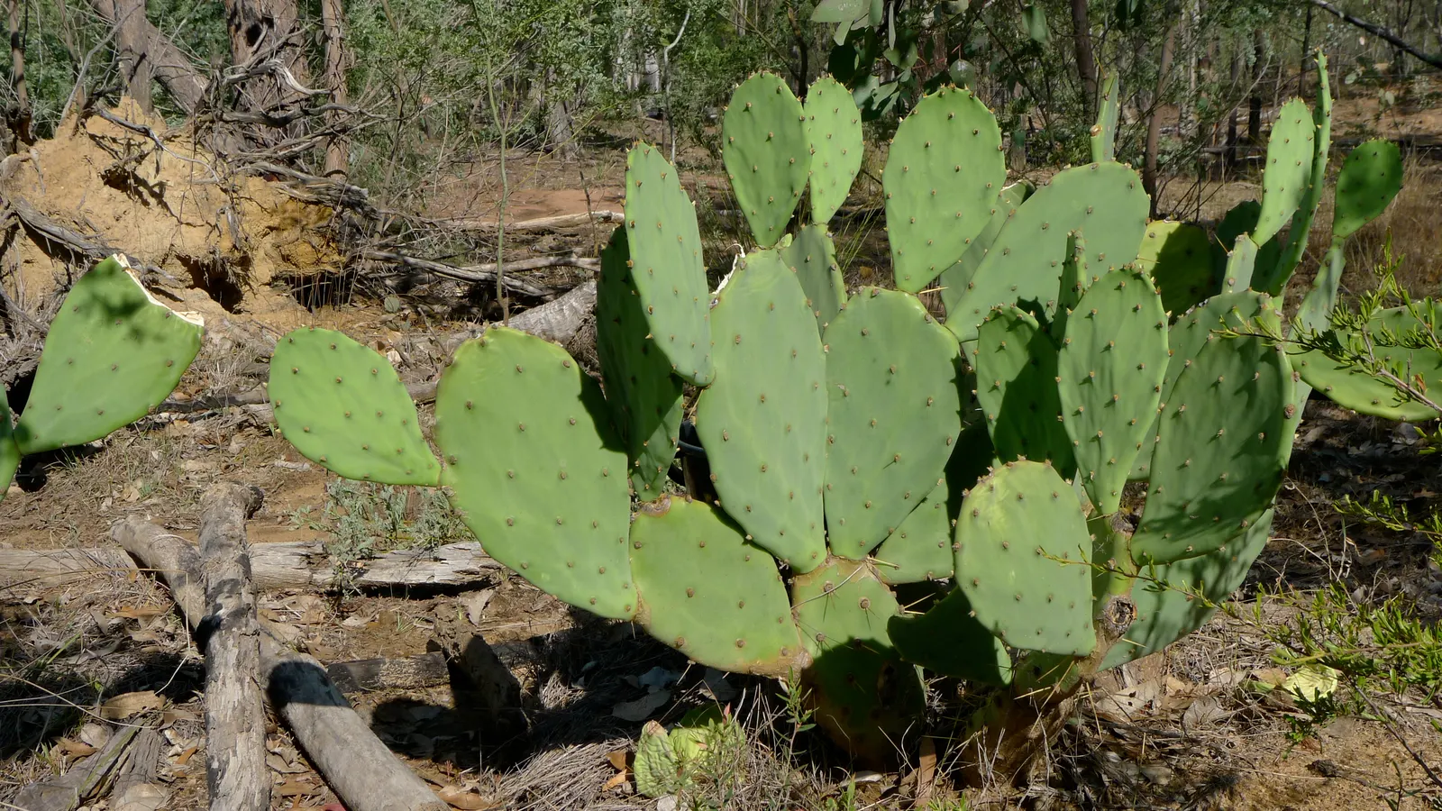 Coastal Prickly Pear (Opuntia littoralis) — drought-tolerant cactus native to California's coastal regions; opuntia littoralis reaches a moderate height of 3