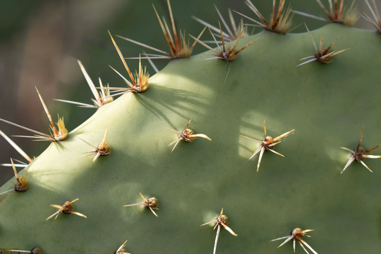 Coastal Prickly Pear (Opuntia littoralis) — offering both aesthetic appeal and minimal maintenance requirements; presents a vibrant addition to any xeriscape