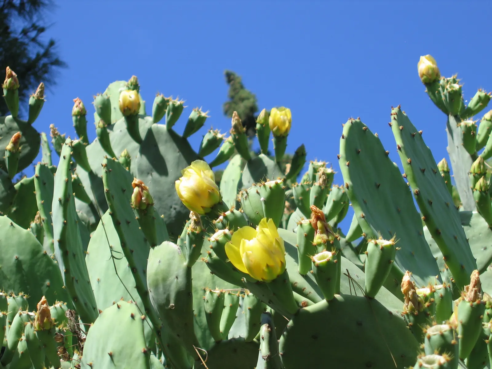 Coastal Prickly Pear (Opuntia littoralis) — It thrives in full sun and well-drained soils, adding a dramatic texture and warm tones to arid landscapes