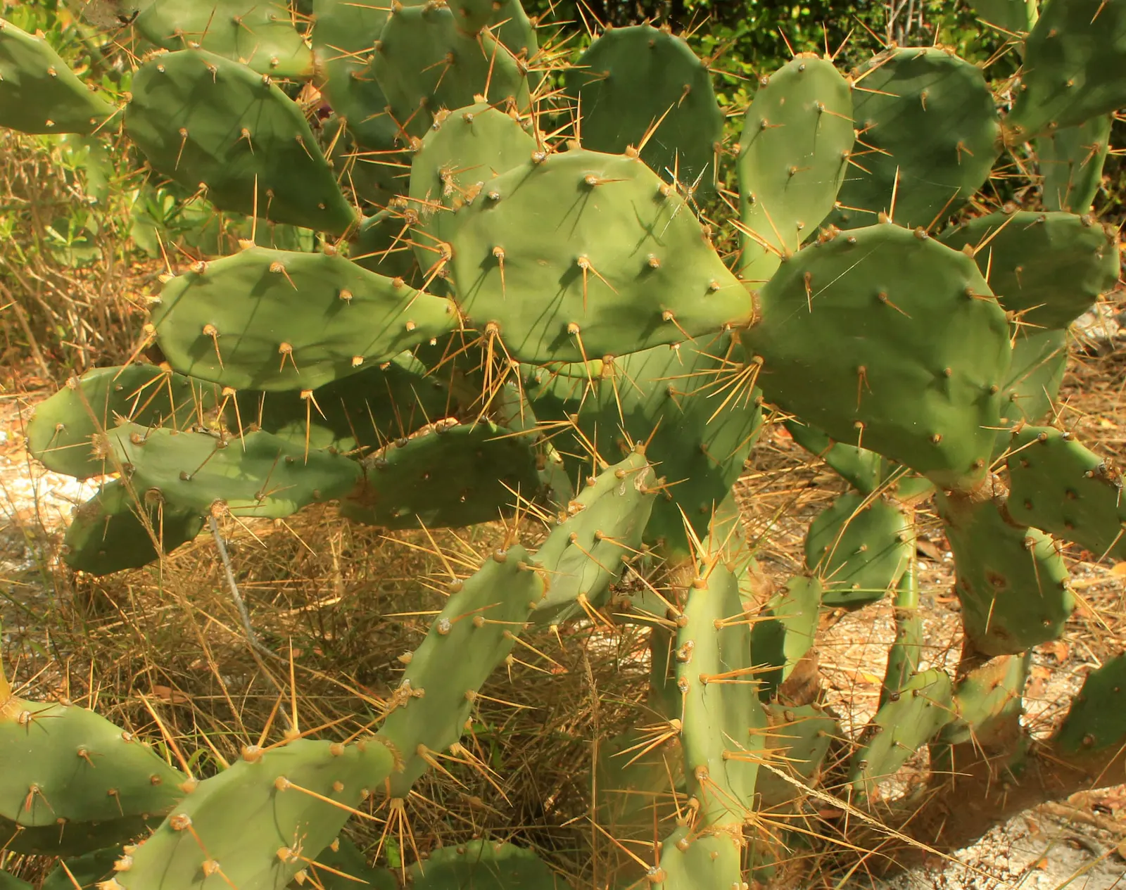 Coastal Prickly Pear (Opuntia littoralis) — drought-tolerant cactus native to California's coastal regions; opuntia littoralis reaches a moderate, image 48