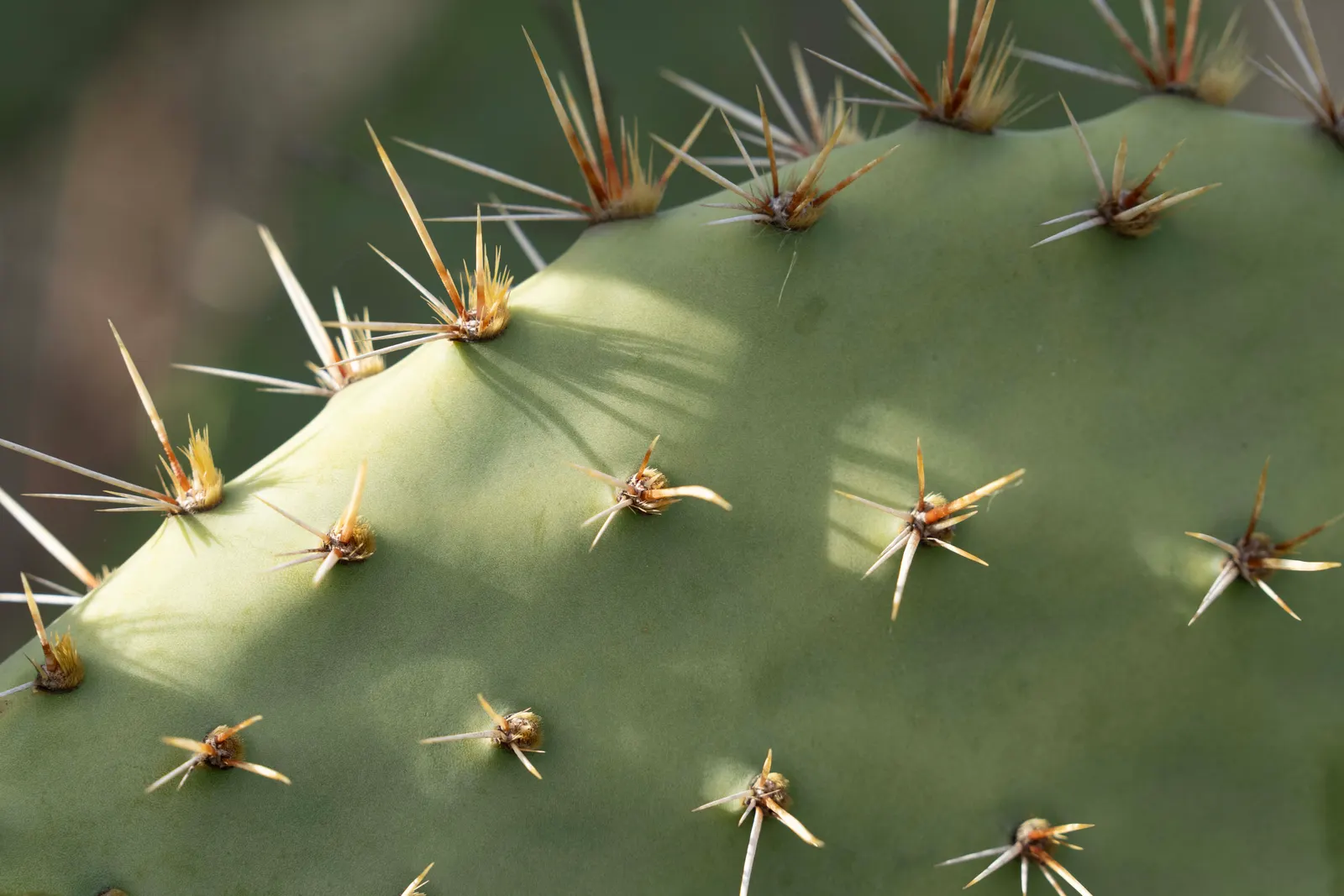 Coastal Prickly Pear (Opuntia littoralis) — The Coastal Prickly Pear (Opuntia littoralis) is a resilient; this species typically reaches 2-3 feet, image 47