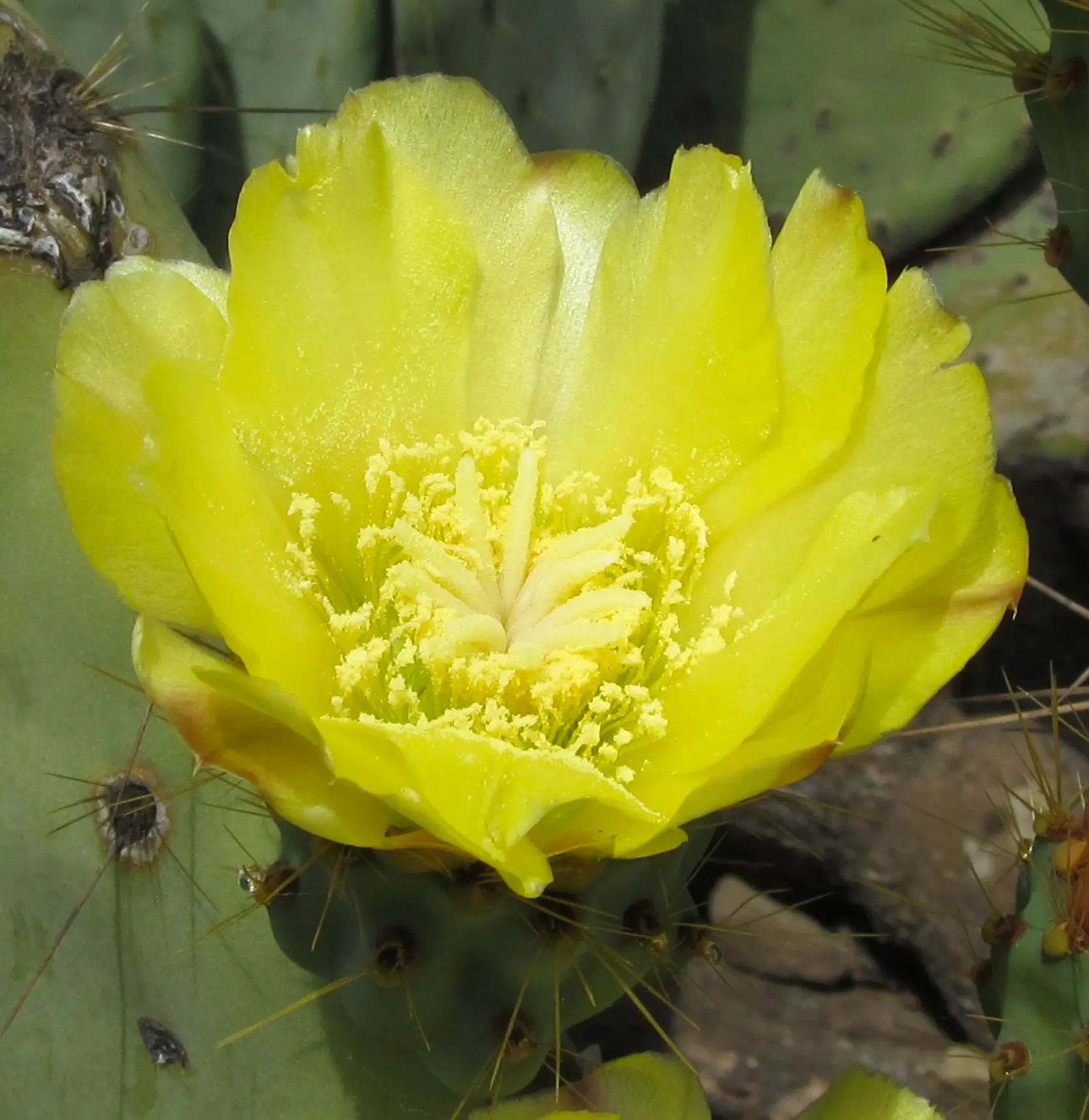 Coastal Prickly Pear (Opuntia littoralis) — Originating from the coastal regions of California and extending down towards Mexico
