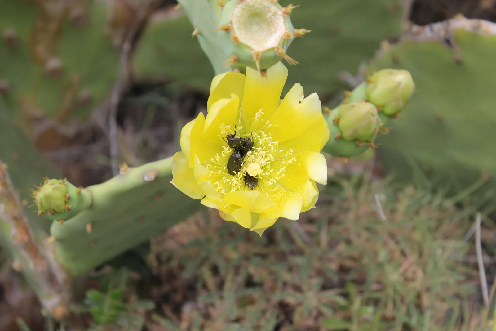 Coastal Prickly Pear (Opuntia littoralis) — cactus for full; to integrate Opuntia littoralis into your landscape