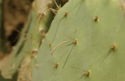 Coastal Prickly Pear (Opuntia littoralis) — During late spring to early summer