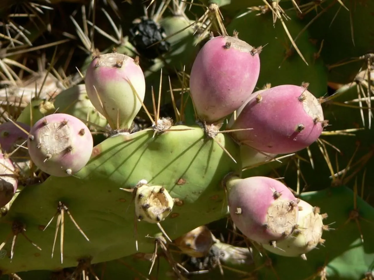 Coastal Prickly Pear (Opuntia littoralis) — cactus with pink and yellow blooms; exhibit a rich green hue and are dotted with areoles from which spines and