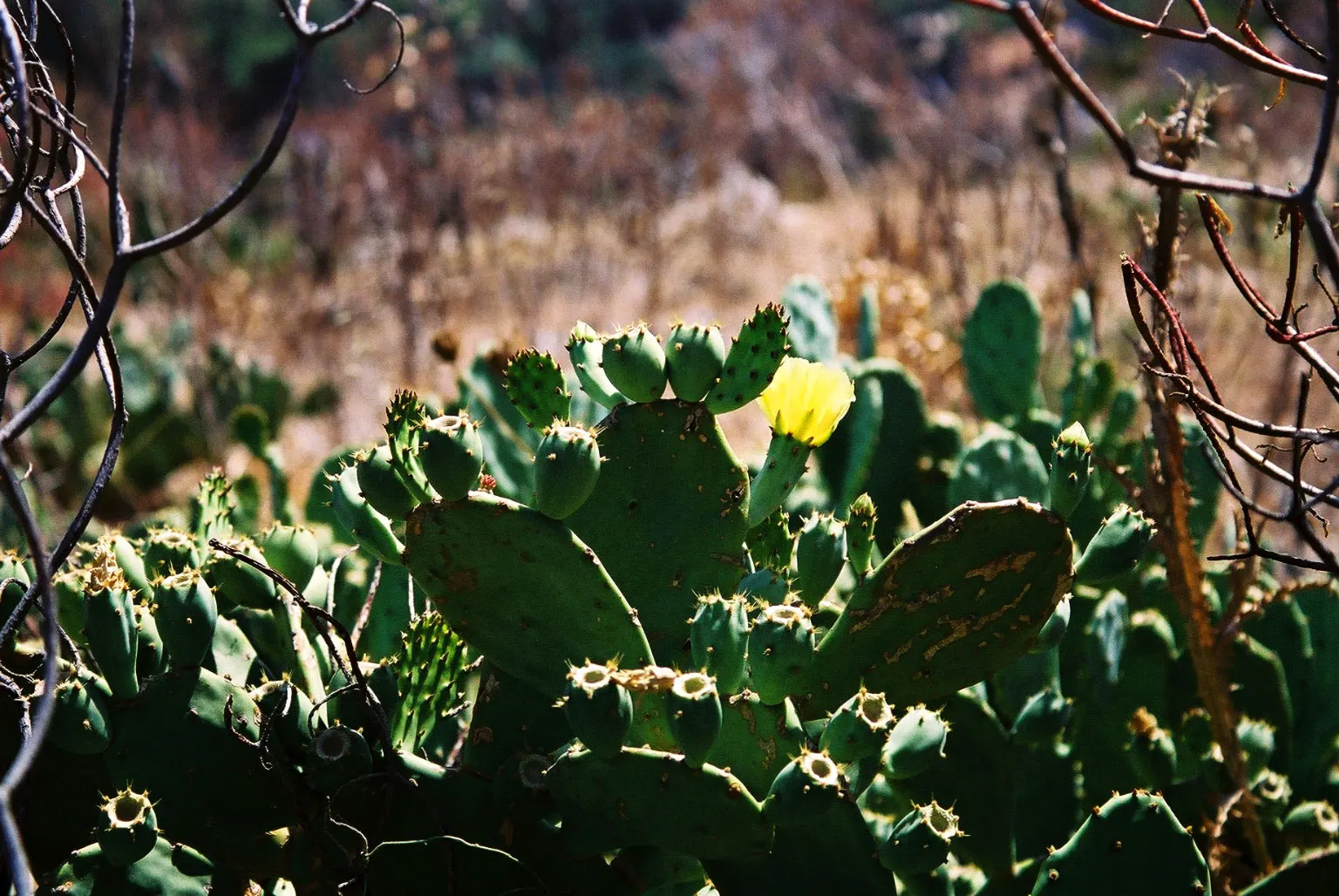 Coastal Prickly Pear (Opuntia littoralis) — offering both aesthetic appeal and minimal maintenance requirements