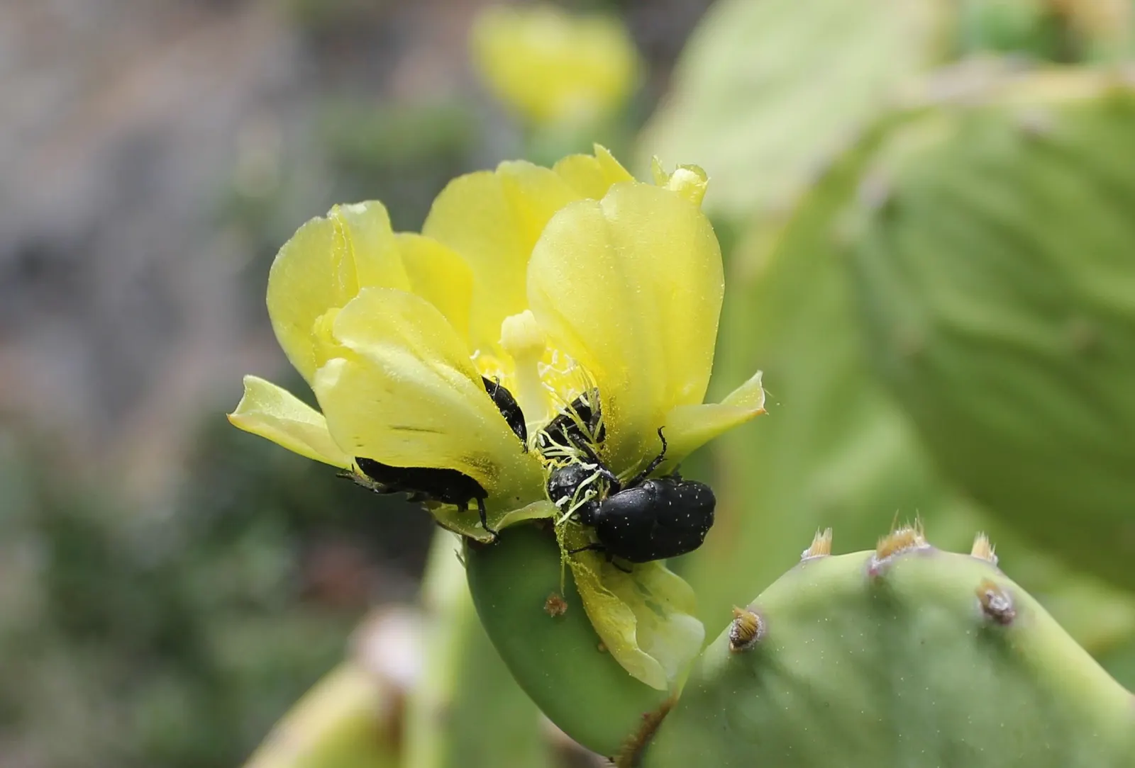 Coastal Prickly Pear (Opuntia littoralis) — paddle-shaped pads up to 8 inches long and clusters of yellow blooms that become purple-red fruits
