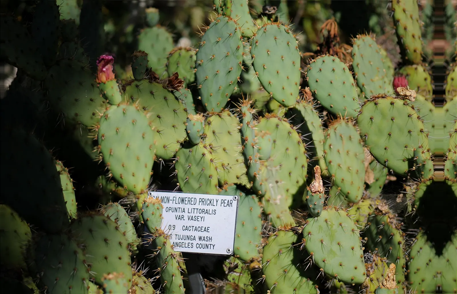 Coastal Prickly Pear (Opuntia littoralis) — Originating from the coastal regions of California and extending down towards Mexico; during late, image 78