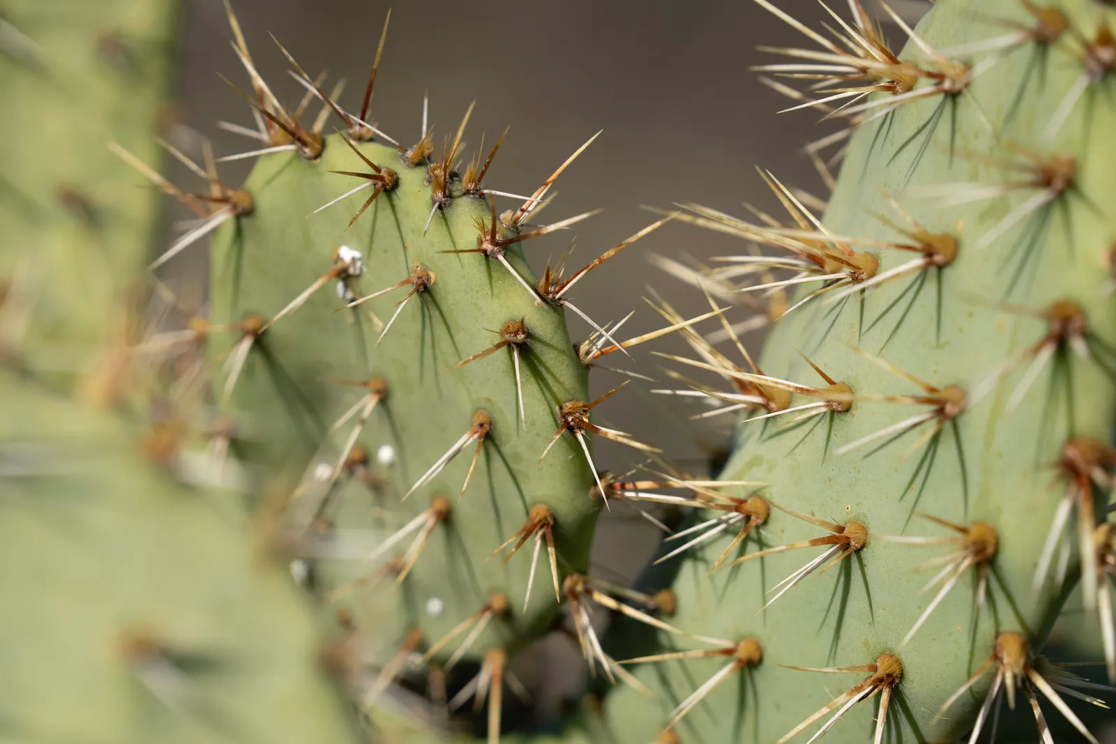 Coastal Prickly Pear (Opuntia littoralis) — Opuntia littoralis reaches a moderate height of 3 to 4 feet and can spread approximately 4 to 6 feet wide