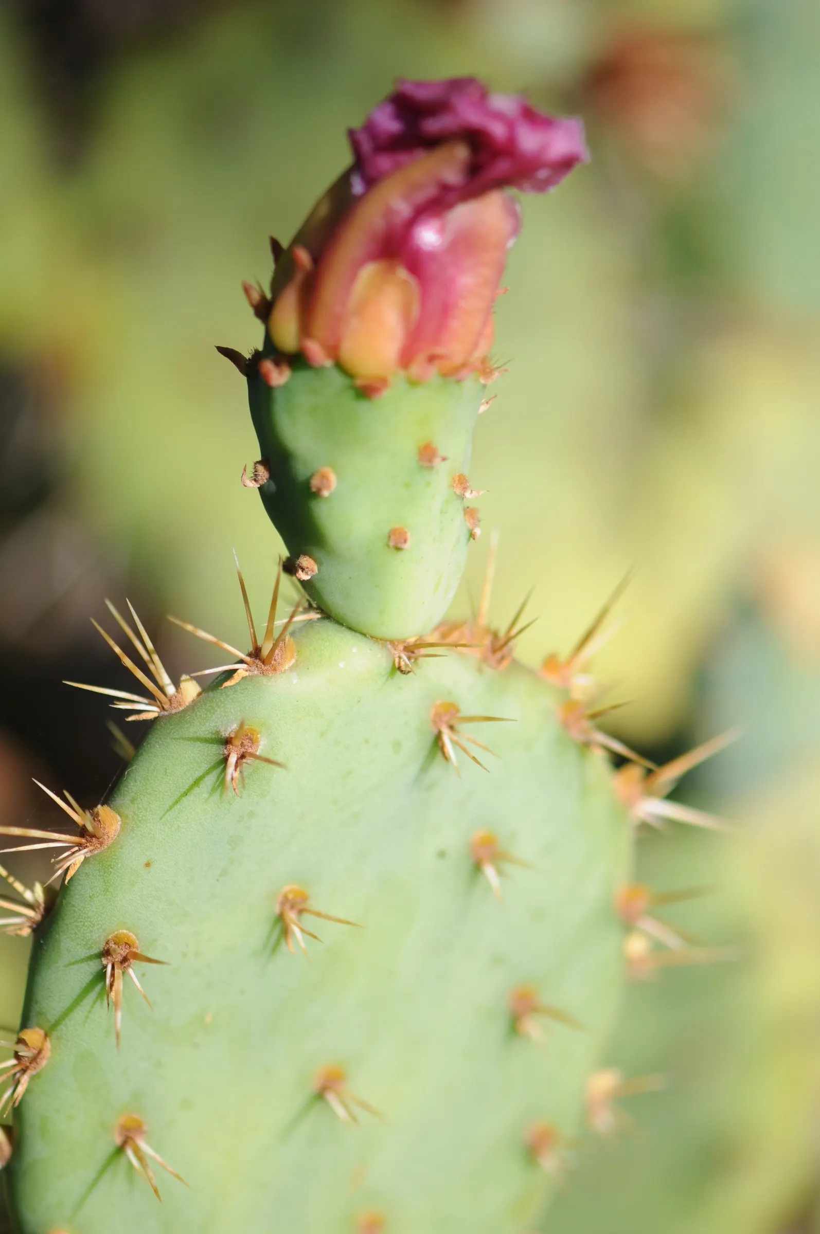 Coastal Prickly Pear (Opuntia littoralis) — offering both aesthetic appeal and minimal maintenance requirements; presents a vibrant addition to any, image 77