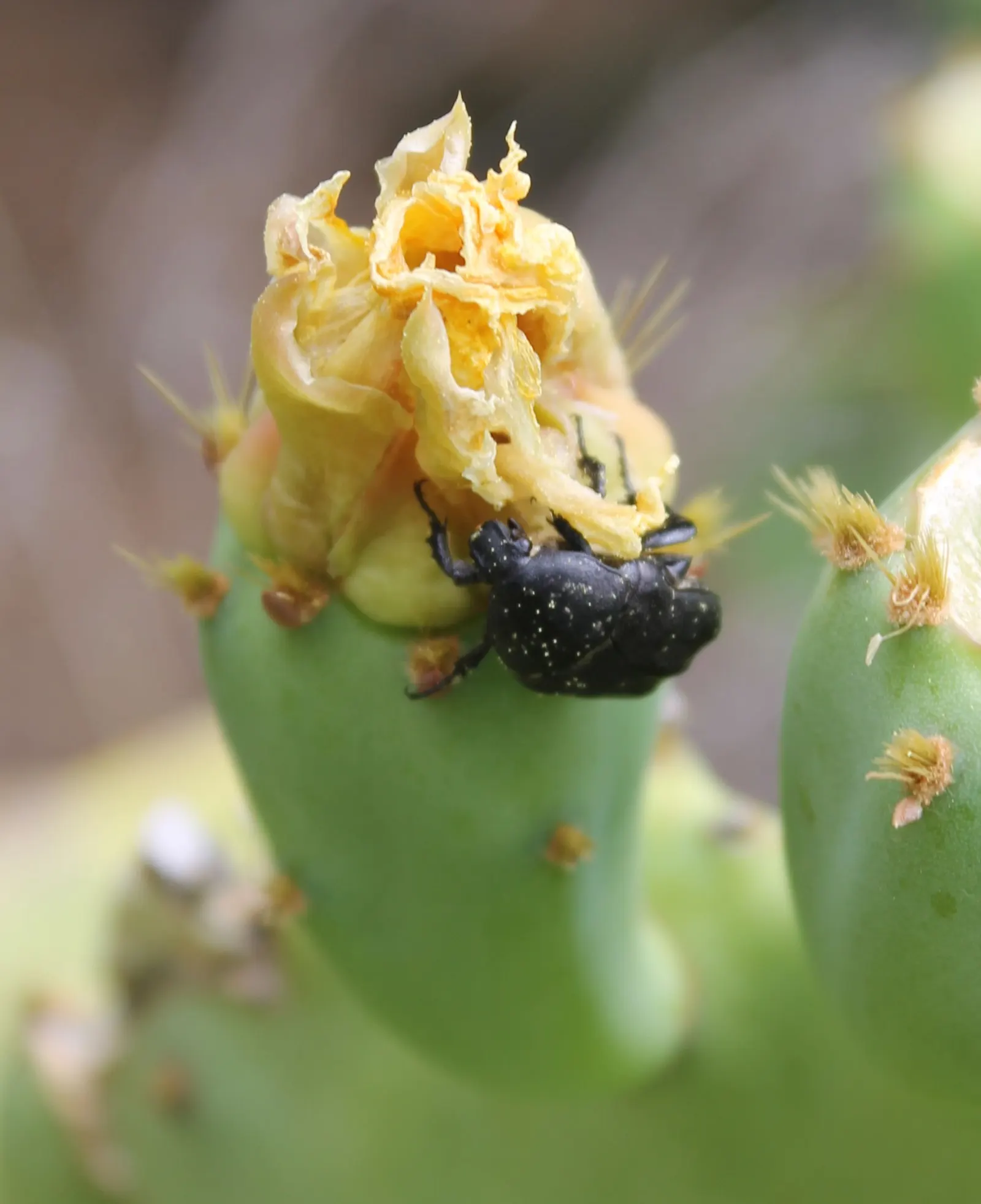 Coastal Prickly Pear (Opuntia littoralis) — The Coastal Prickly Pear (Opuntia littoralis) is a resilient