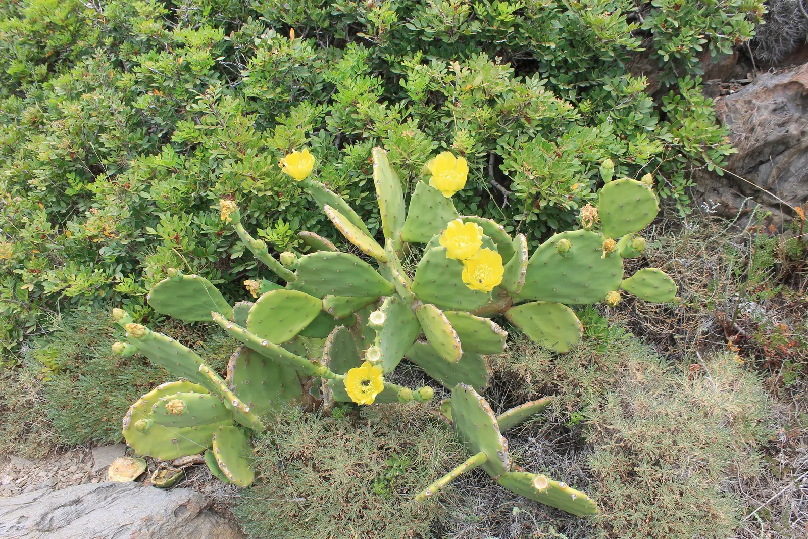 Coastal Prickly Pear (Opuntia littoralis) — drought-tolerant cactus native to California's coastal regions