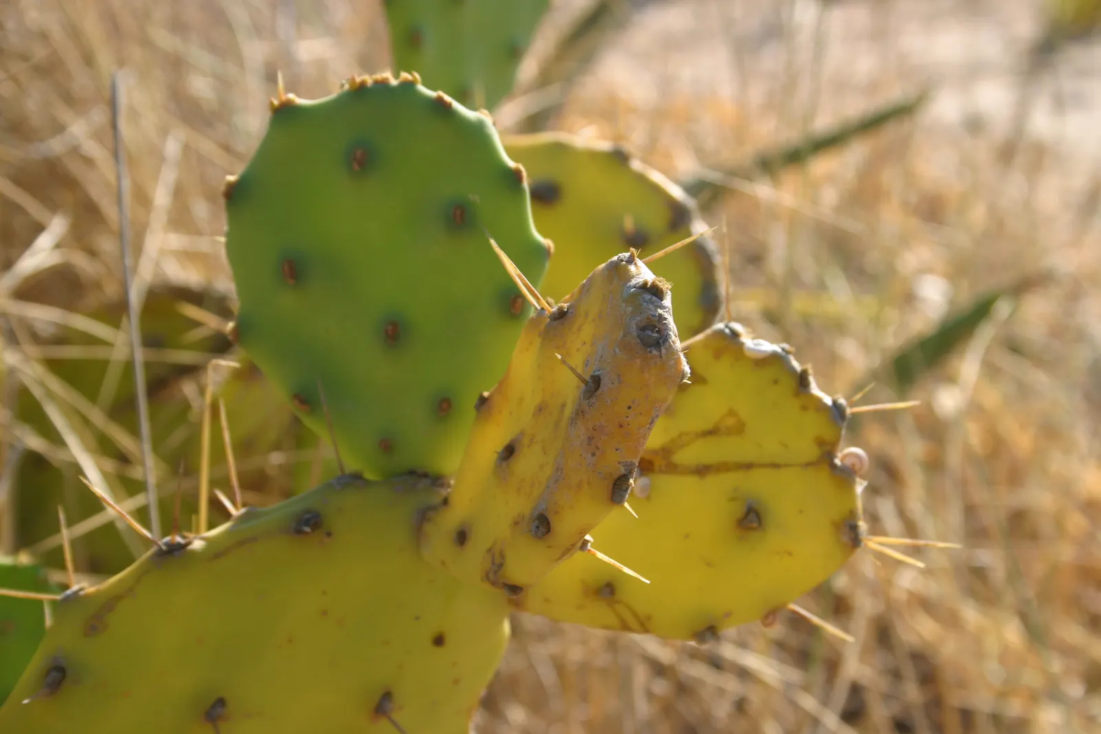 Coastal Prickly Pear (Opuntia littoralis) — this species produces showy yellow flowers