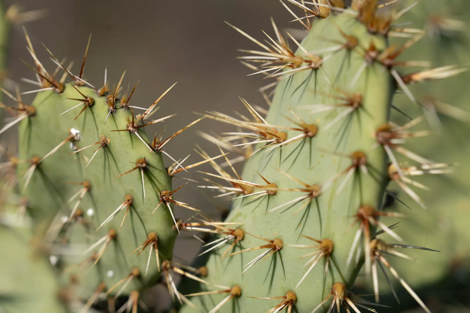Coastal Prickly Pear (Opuntia littoralis) — scientifically designated as Opuntia littoralis