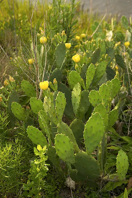 Coastal Prickly Pear (Opuntia littoralis) — This species typically reaches 2-3 feet in height and spreads about 4-5 feet wide