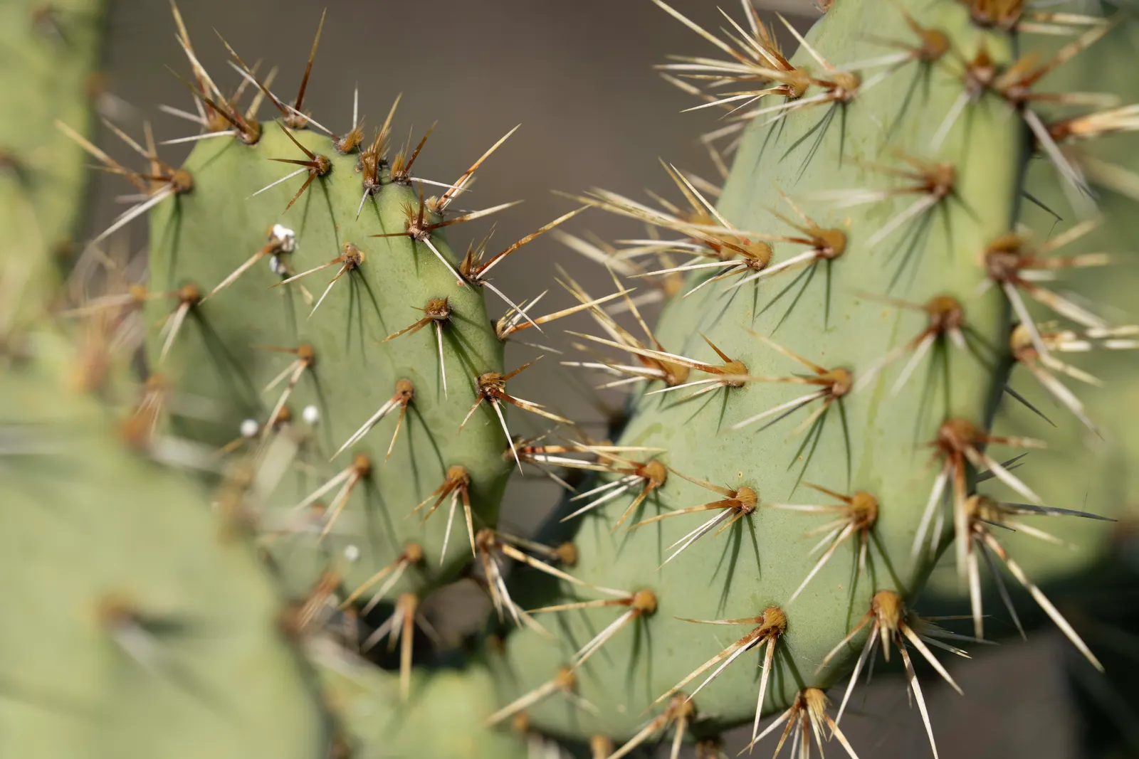 Coastal Prickly Pear (Opuntia littoralis) — this sturdy cactus is well adapted to Mediterranean and subtropical climates.<br><br>Typically