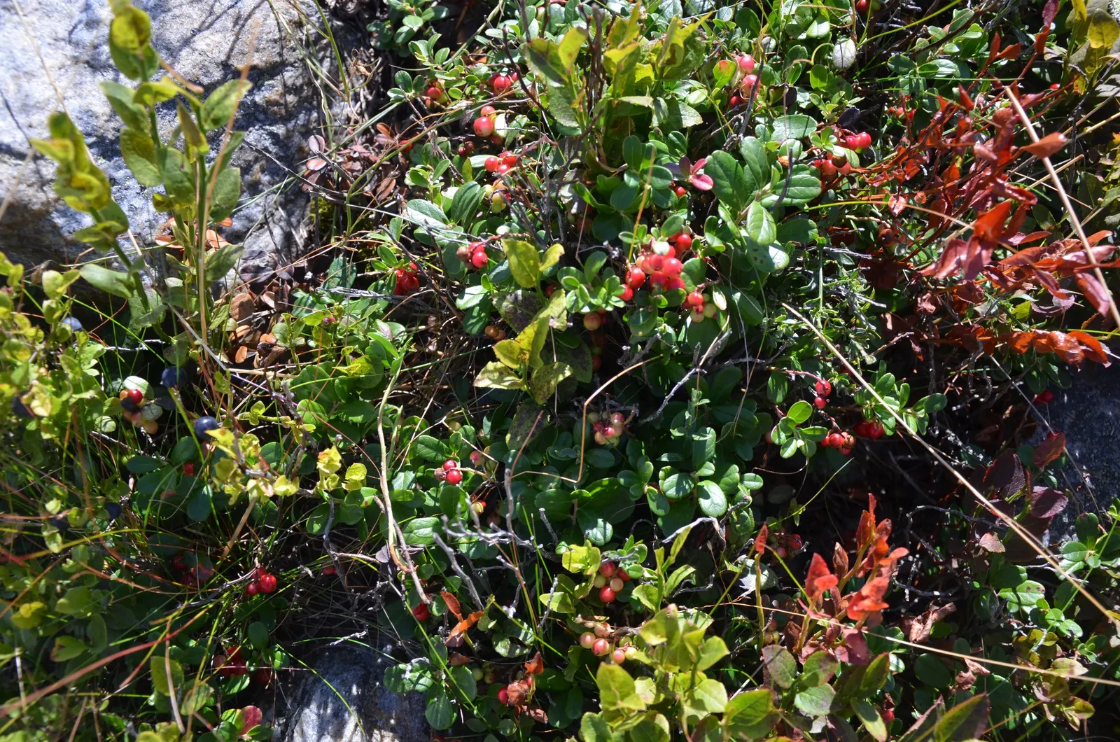 Lingonberry (Vaccinium Vitis-Idaea) — ground cover with pink and white blooms; lingonberries require acidic
