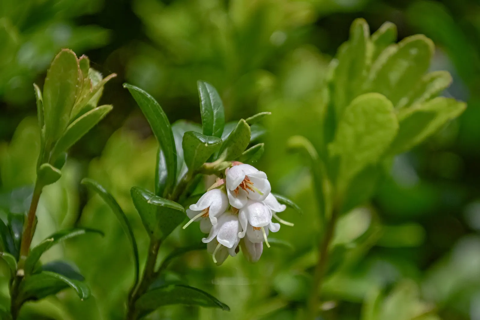 Lingonberry (Vaccinium Vitis-Idaea) — ground cover with pink and white blooms; lingonberries require acidic, image 149