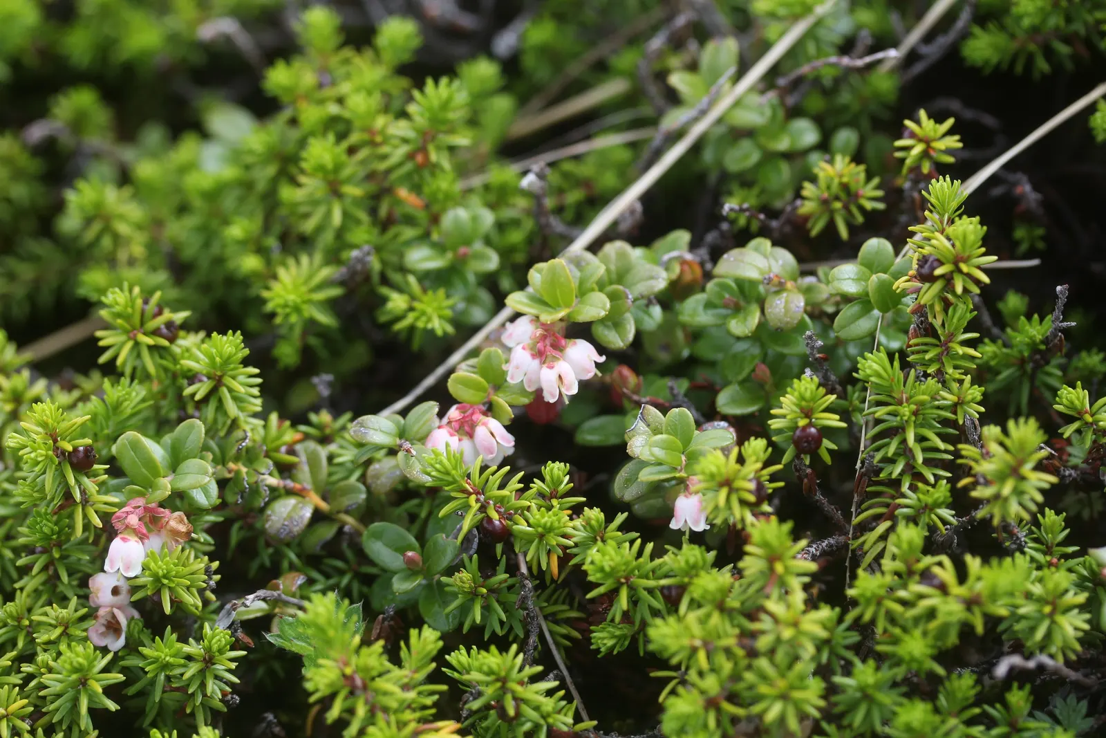 Lingonberry (Vaccinium Vitis-Idaea) — is a hardy evergreen shrub that offers both aesthetic appeal and edible fruits for a diverse landscape design