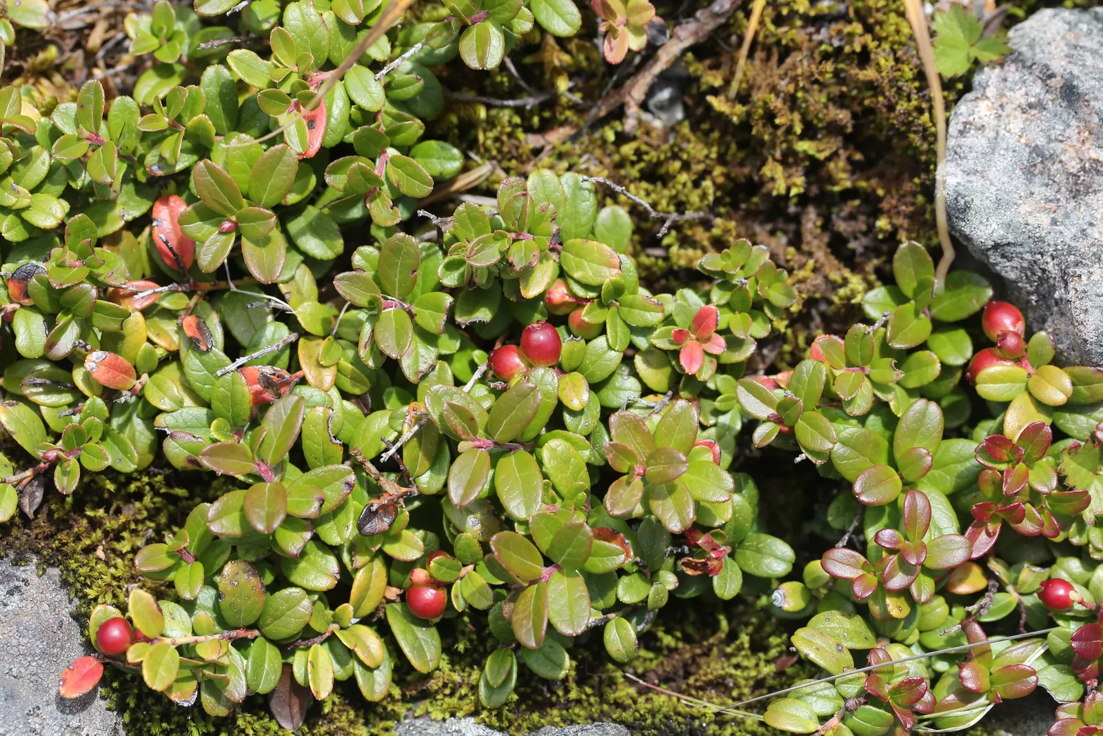 Lingonberry (Vaccinium Vitis-Idaea) — along with full to partial sunlight; lingonberry (Vaccinium vitis-idaea): This hardy evergreen shrub thrives, image 142