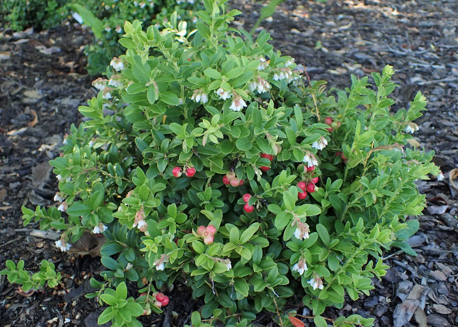 Lingonberry (Vaccinium Vitis-Idaea) — which are roughly 1/3 to 1/2 inch long; preferring a pH level between 4.5 and 5.5, image 162