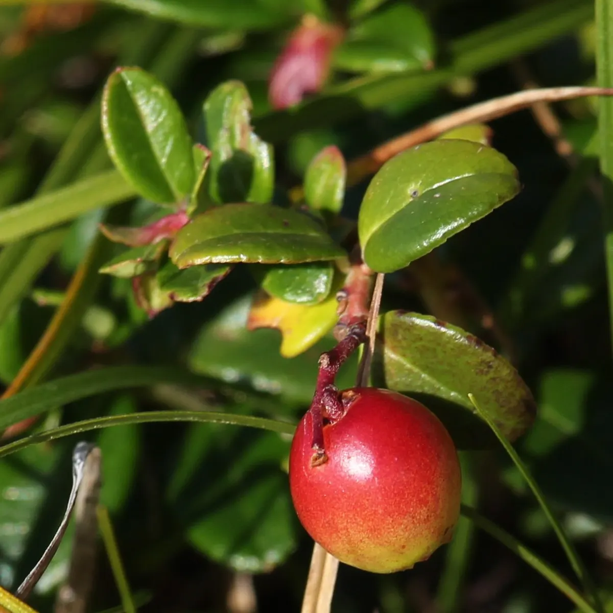Lingonberry (Vaccinium Vitis-Idaea) — and other culinary treats.<br><br>Thriving in USDA hardiness zones 2 through 6
