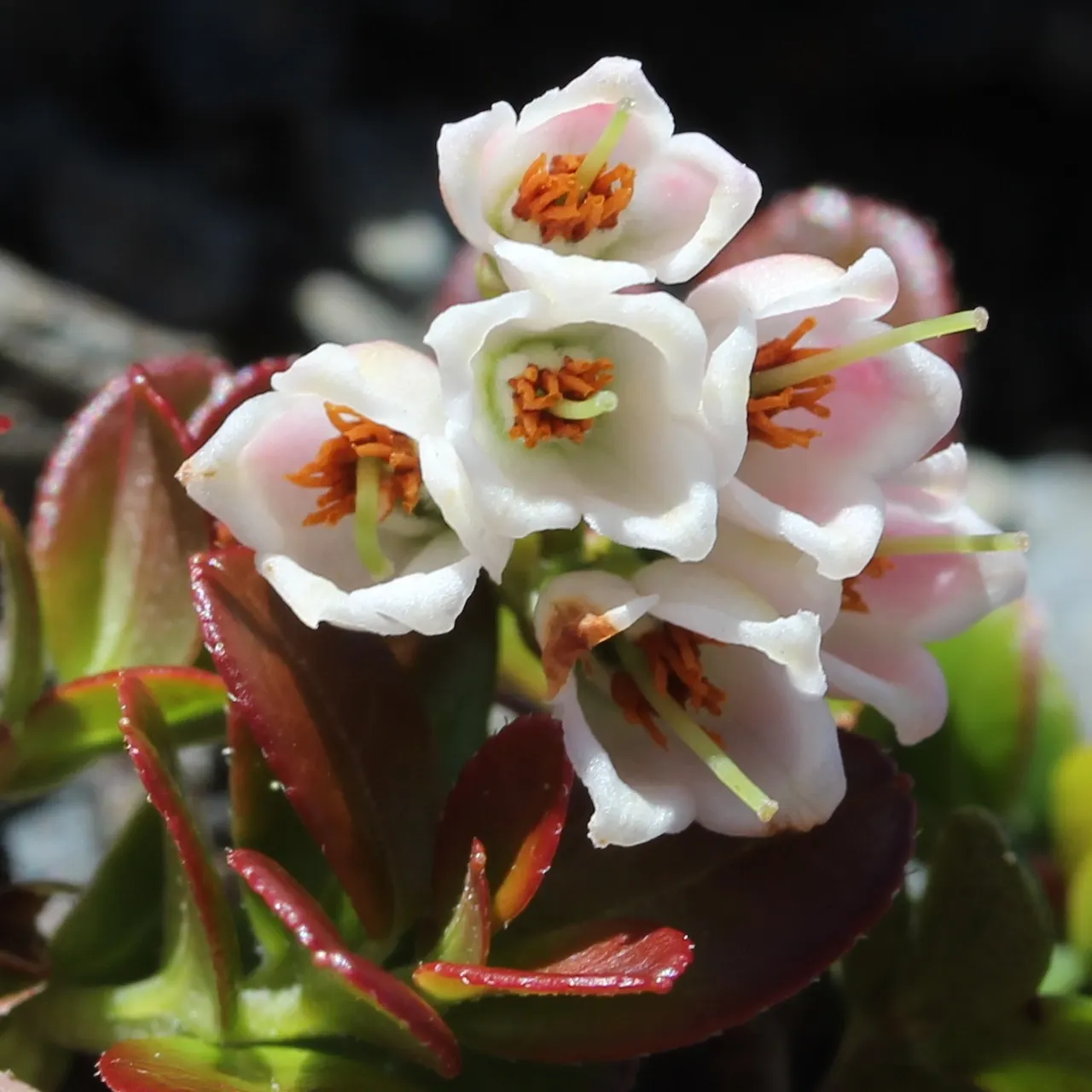 Lingonberry (Vaccinium Vitis-Idaea) — Lingonberry (Vaccinium vitis-idaea): This hardy evergreen shrub thrives in USDA zones 2-6; berries are edible and high in