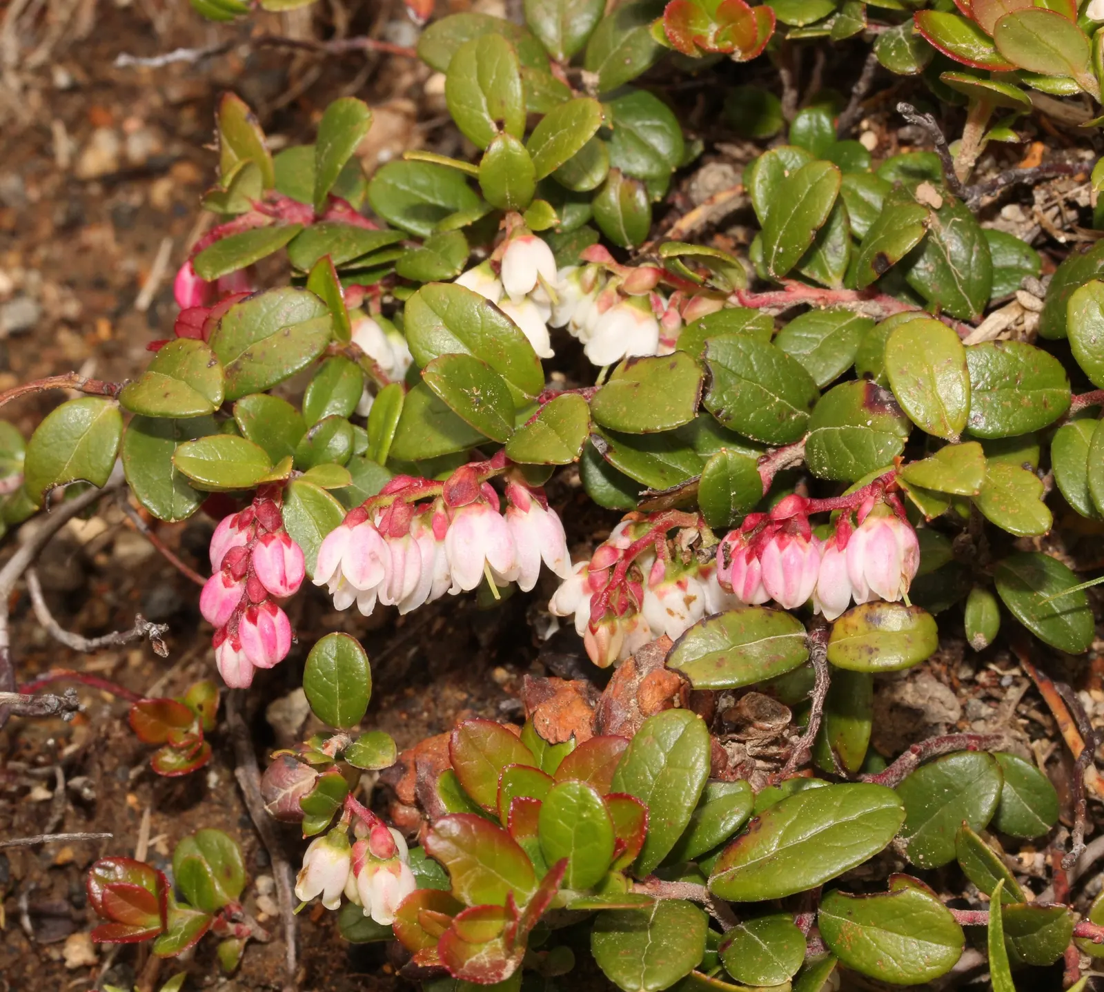 Lingonberry (Vaccinium Vitis-Idaea) — the Lingonberry shrub provides year-round visual interest; pink and white flowers in the garden, image 73