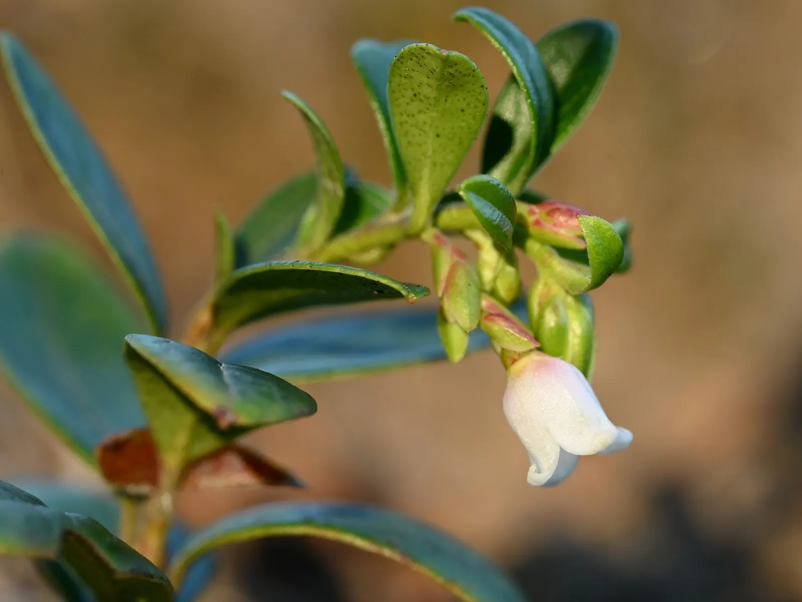 Lingonberry (Vaccinium Vitis-Idaea) — By late summer and into fall; and other culinary treats.<br><br>Thriving in USDA hardiness zones 2 through 6, image 136