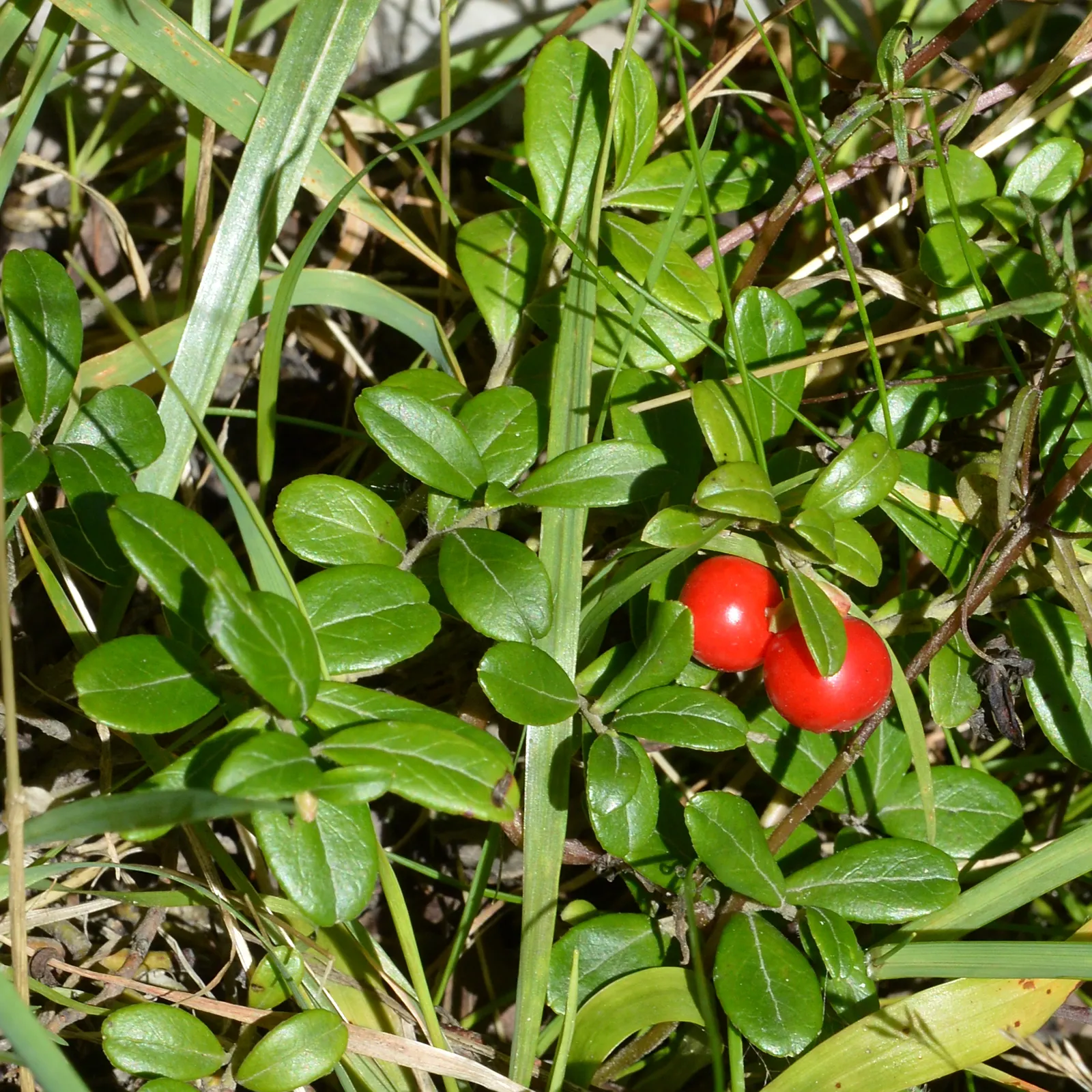Lingonberry (Vaccinium Vitis-Idaea) — consider their need for consistent moisture - mulching can assist with moisture retention and cold, image 84