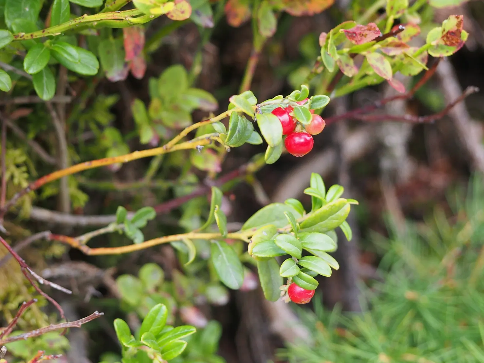 Lingonberry (Vaccinium Vitis-Idaea) — ground cover with pink and white blooms; lingonberries require acidic, image 89