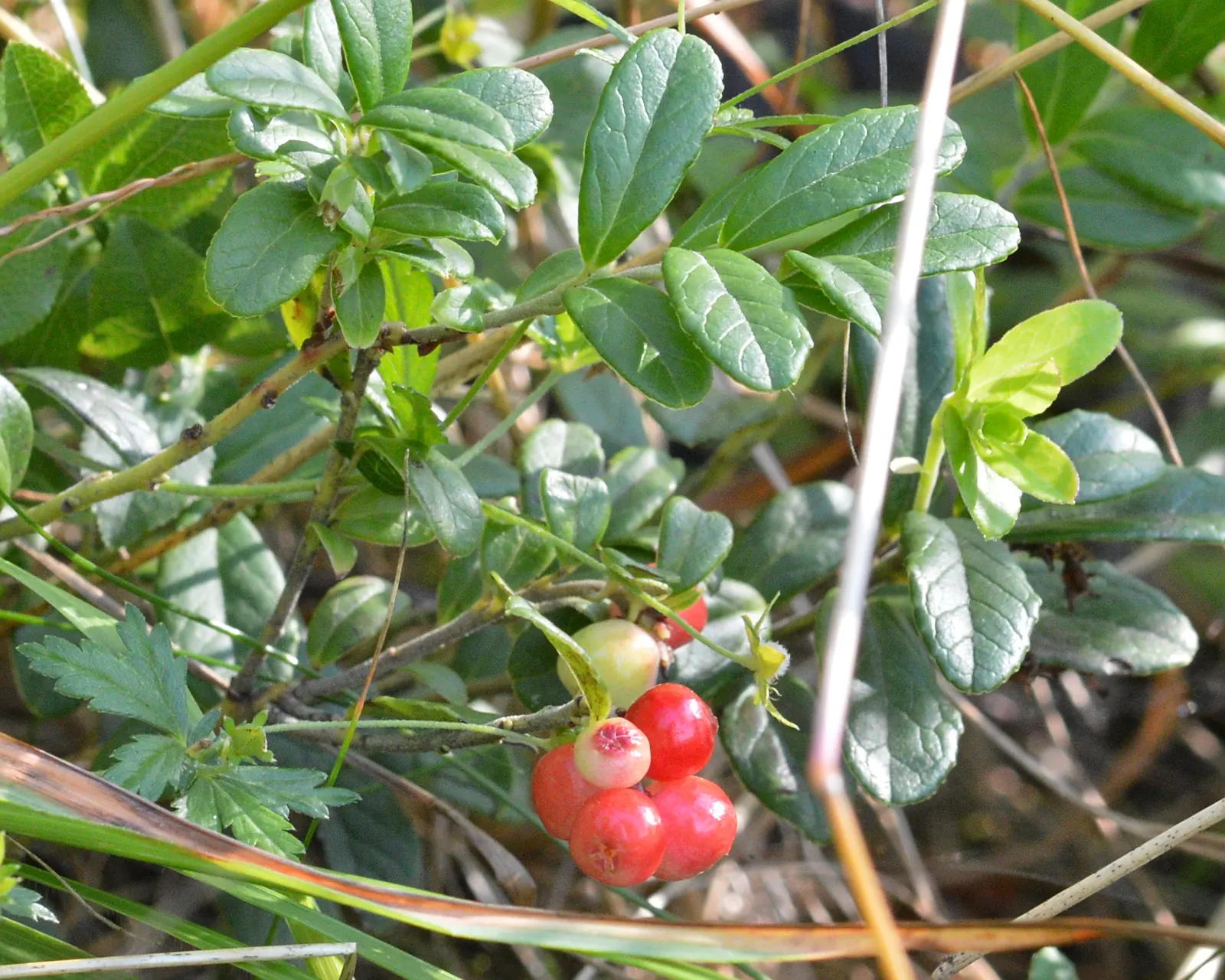 Lingonberry (Vaccinium Vitis-Idaea) — Ideal companions for Lingonberries include other acid-loving plants such as Rhododendrons or Azaleas
