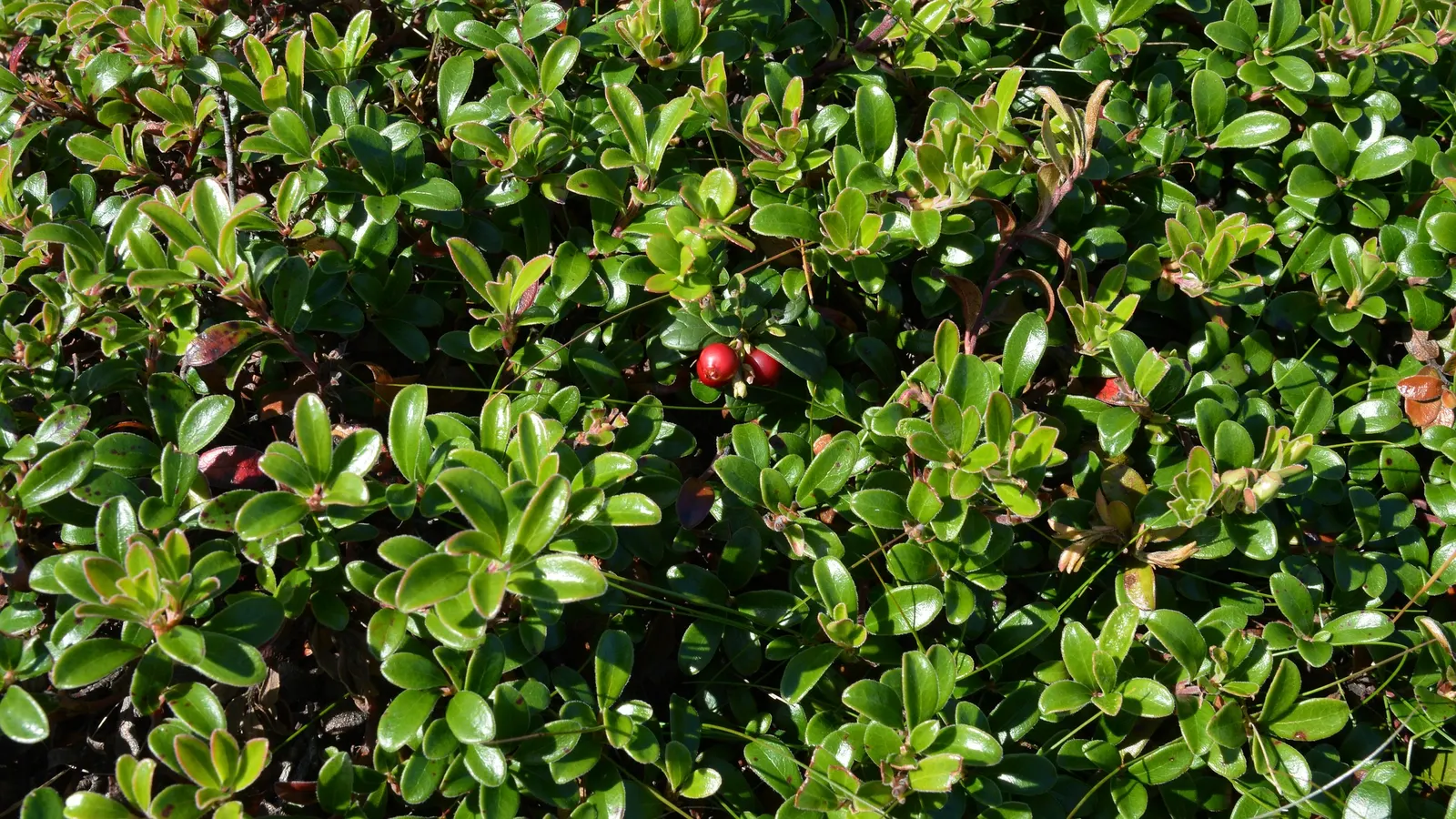 Lingonberry (Vaccinium Vitis-Idaea) — Lingonberries require acidic; these blooms give way to the plant's signature bright red berries