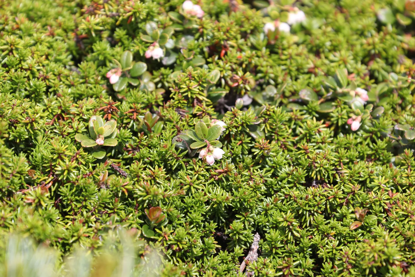 Lingonberry (Vaccinium Vitis-Idaea) — approximately 1/4 to 1/3 inch in diameter; bright green leaves contrast with white/pink flowers and red, image 108