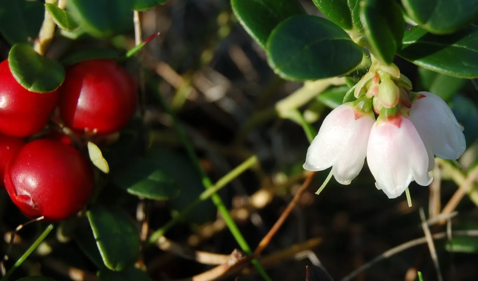 Lingonberry (Vaccinium Vitis-Idaea) — is a hardy evergreen shrub that offers both aesthetic appeal and edible fruits for a diverse landscape, image 97
