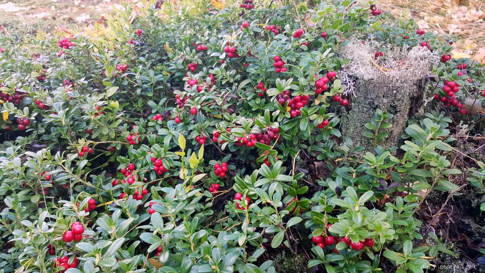 Lingonberry (Vaccinium Vitis-Idaea) — Maturing at 12-18 inches high, it produces a modest spread of 12-24 inches