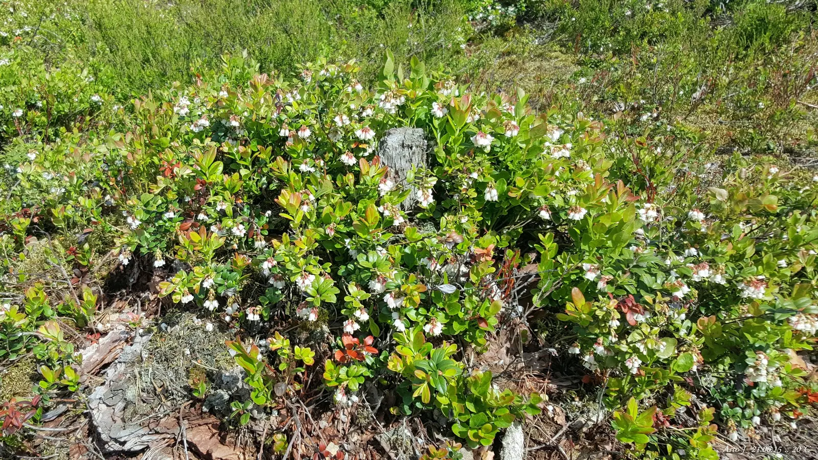Lingonberry (Vaccinium Vitis-Idaea) — typically reaching heights of 12 to 20 inches