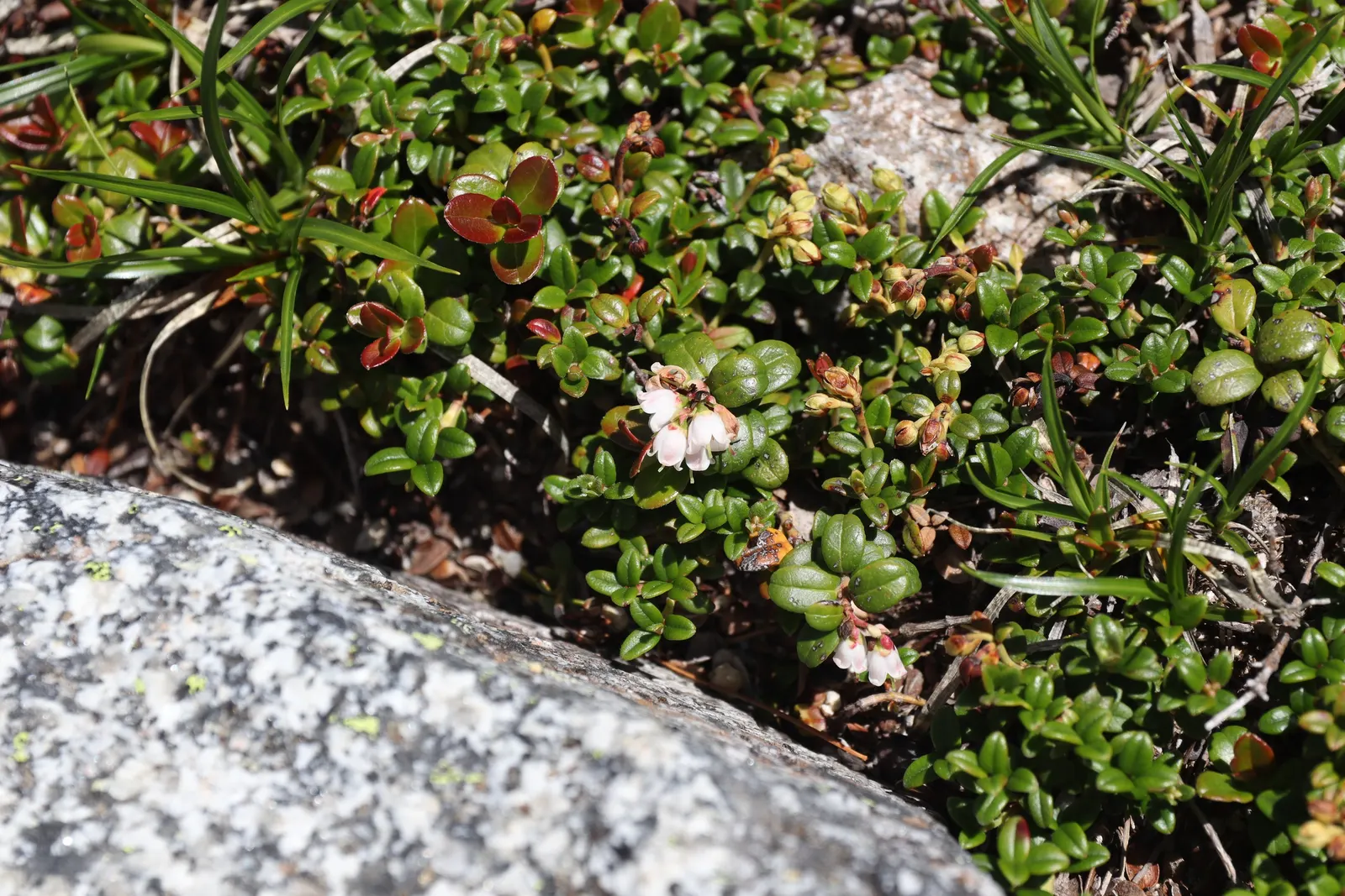 Lingonberry (Vaccinium Vitis-Idaea) — Native to the boreal forests and Arctic tundra of the Northern Hemisphere; when integrating Lingonberries, image 68