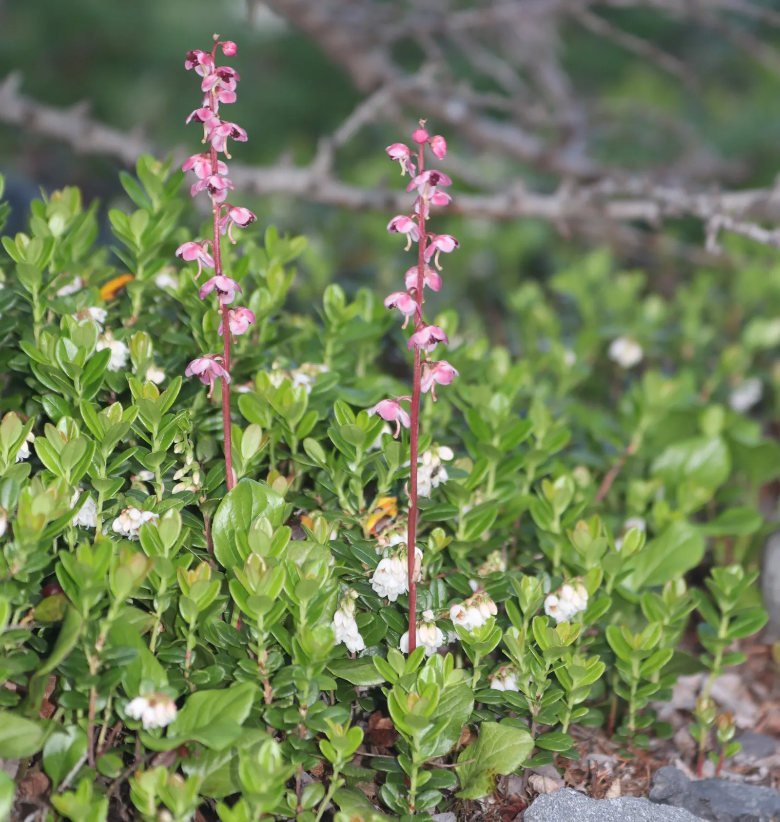Lingonberry (Vaccinium Vitis-Idaea) — is a hardy evergreen shrub that offers both aesthetic appeal and edible fruits for a diverse landscape, image 127
