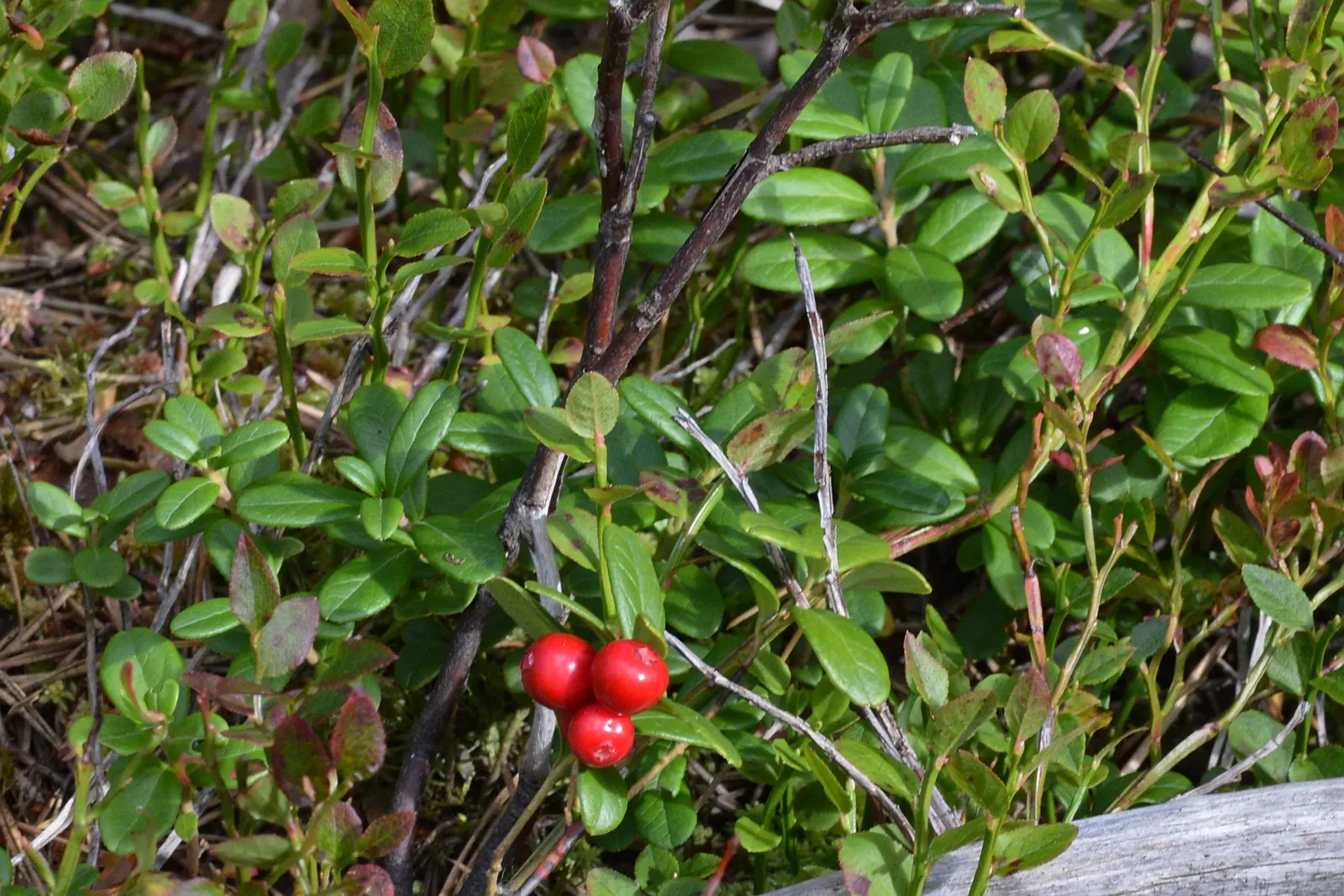Lingonberry (Vaccinium Vitis-Idaea) — ground cover for half; lingonberries are a versatile addition to any garden looking to combine beauty with, image 150