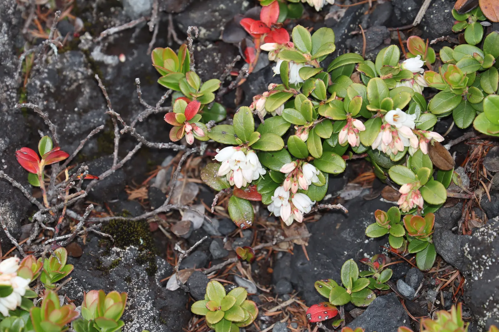 Lingonberry (Vaccinium Vitis-Idaea) — ground cover for half; lingonberries are a versatile addition to any garden looking to combine beauty with utility